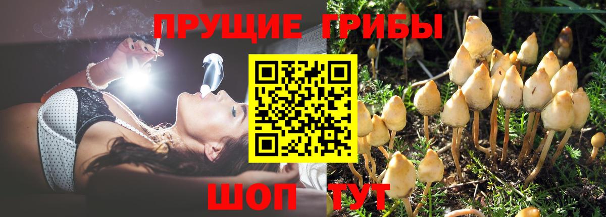 Дятьково  Псилоцибиновые грибы GOLDEN TEACHER  Вход с VPN 
